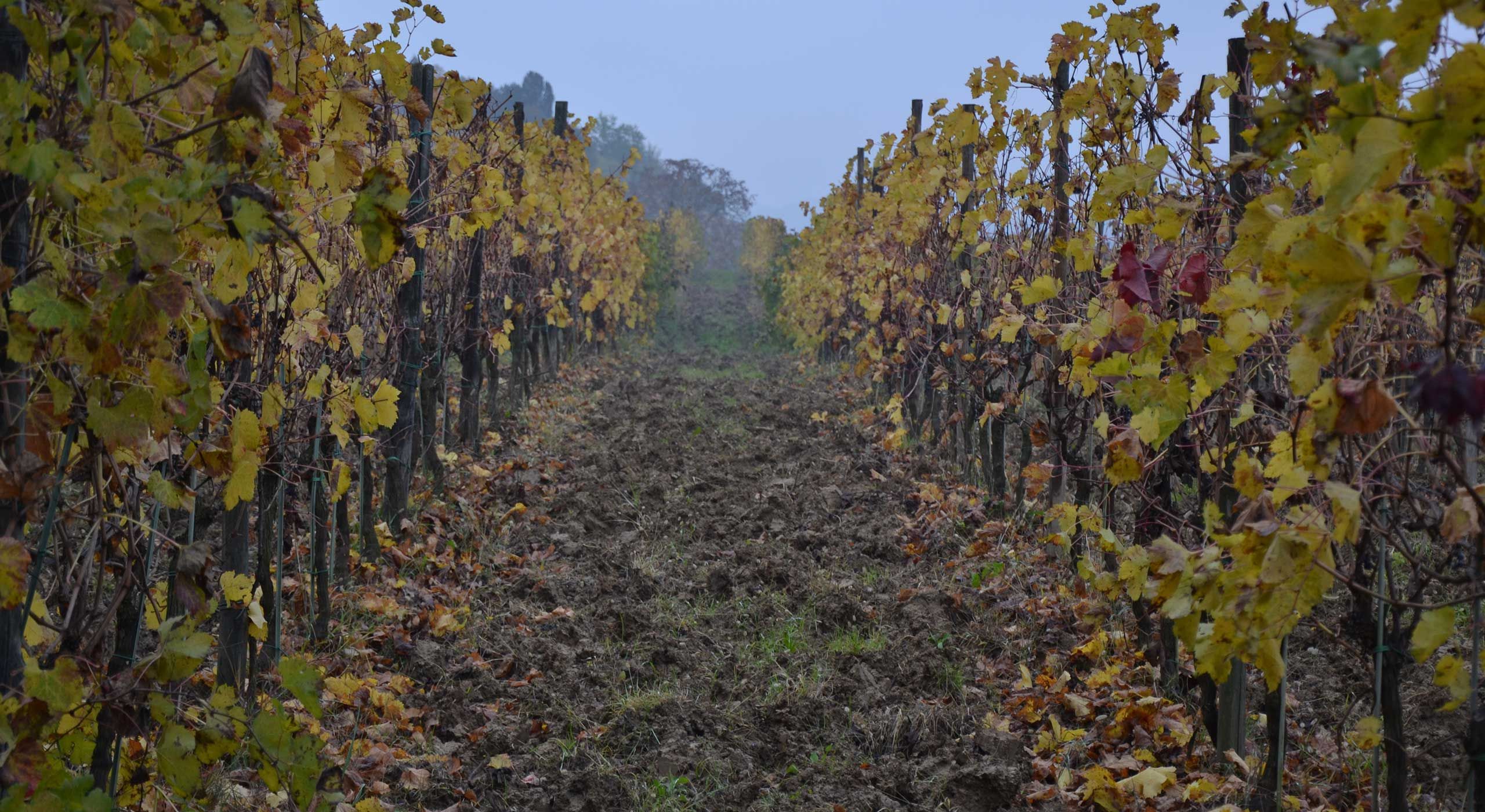 Vino Biologico Pavia Borgo Priolo Provincia di Pavia, Lombardia