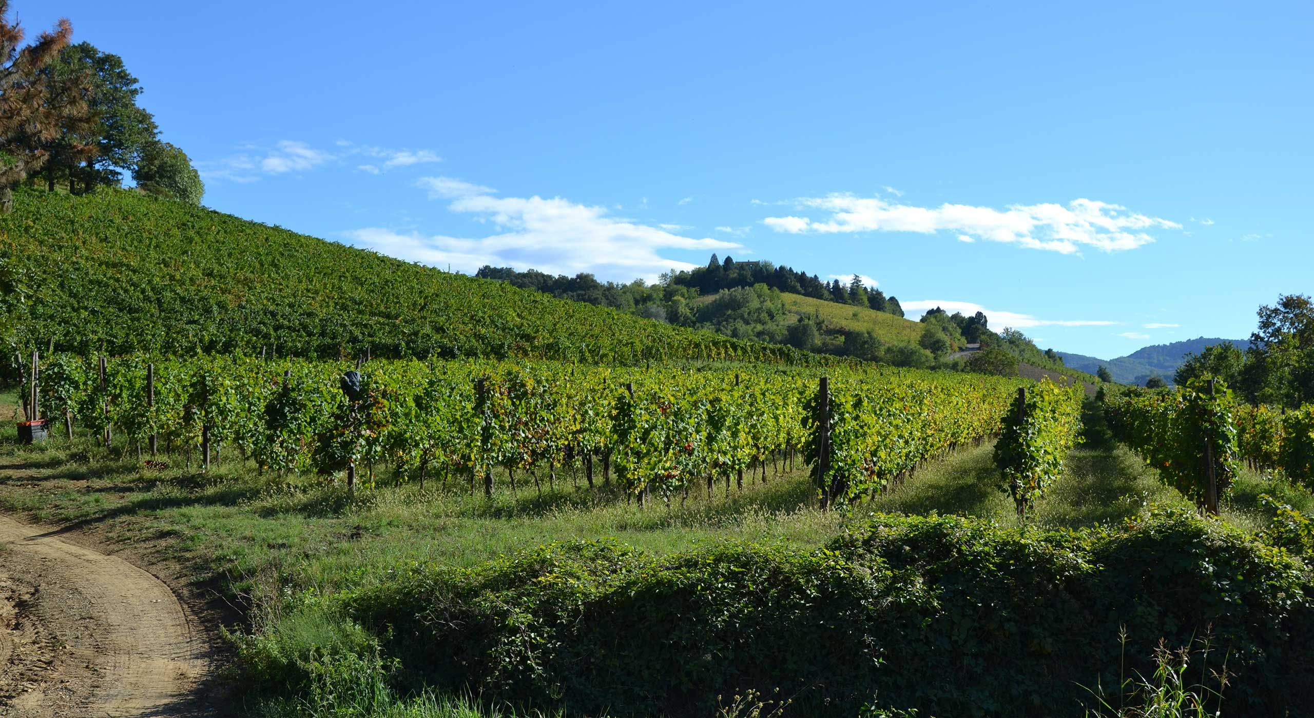 Vino Biologico Pavia Borgo Priolo Provincia di Pavia, Lombardia