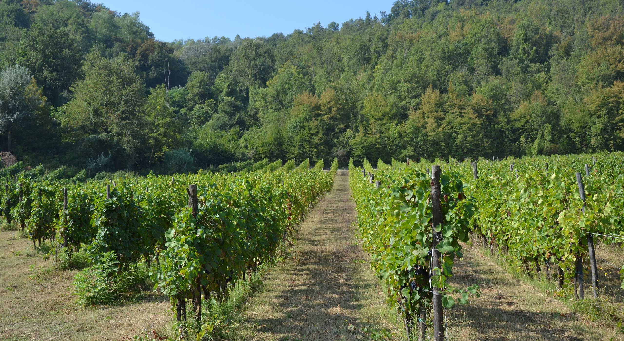 Vino Biologico Pavia Borgo Priolo Provincia di Pavia, Lombardia