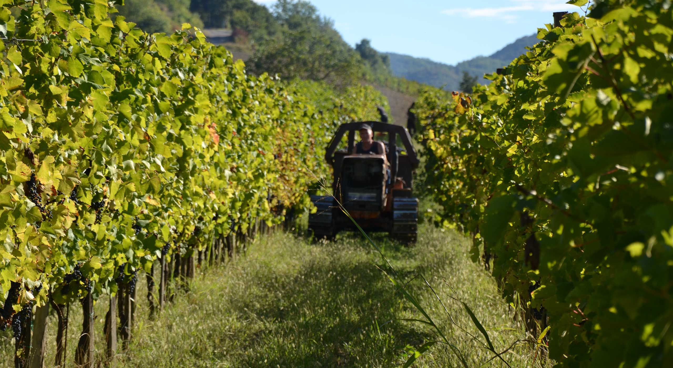 Vino Biologico Pavia Borgo Priolo Provincia di Pavia, Lombardia