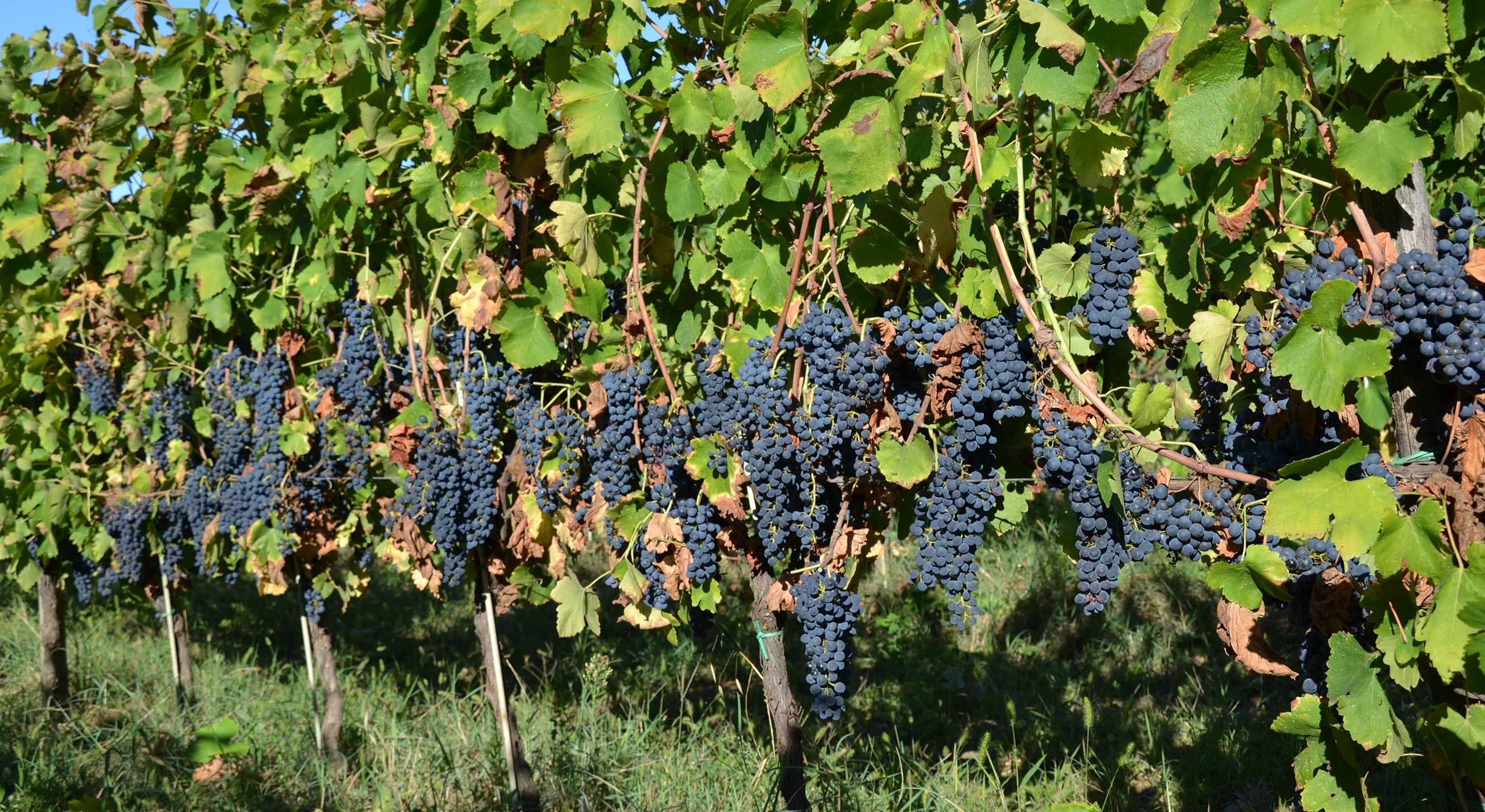 Vino Biologico Pavia Borgo Priolo Provincia di Pavia, Lombardia