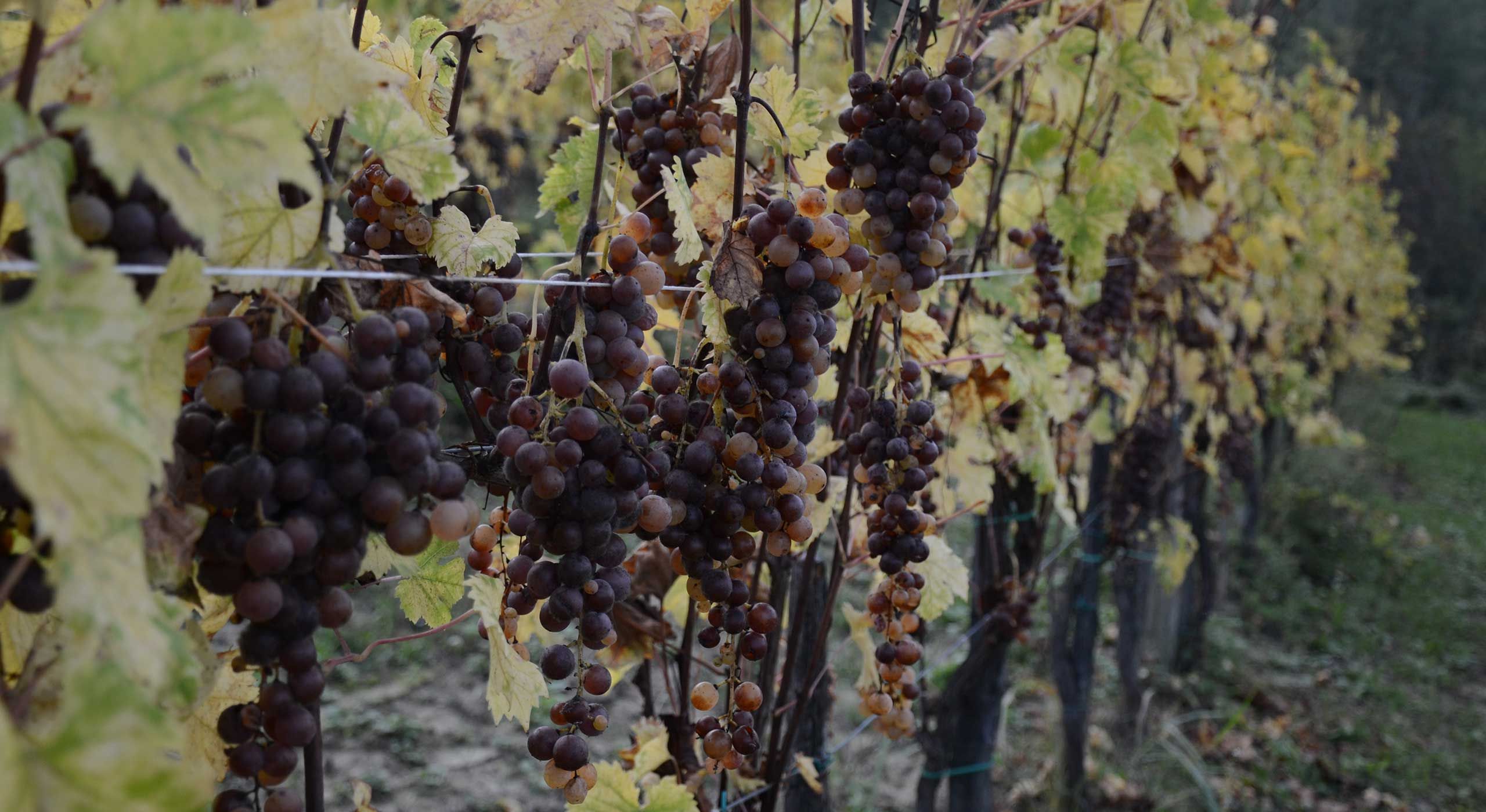 Vino Biologico Pavia Borgo Priolo Provincia di Pavia, Lombardia