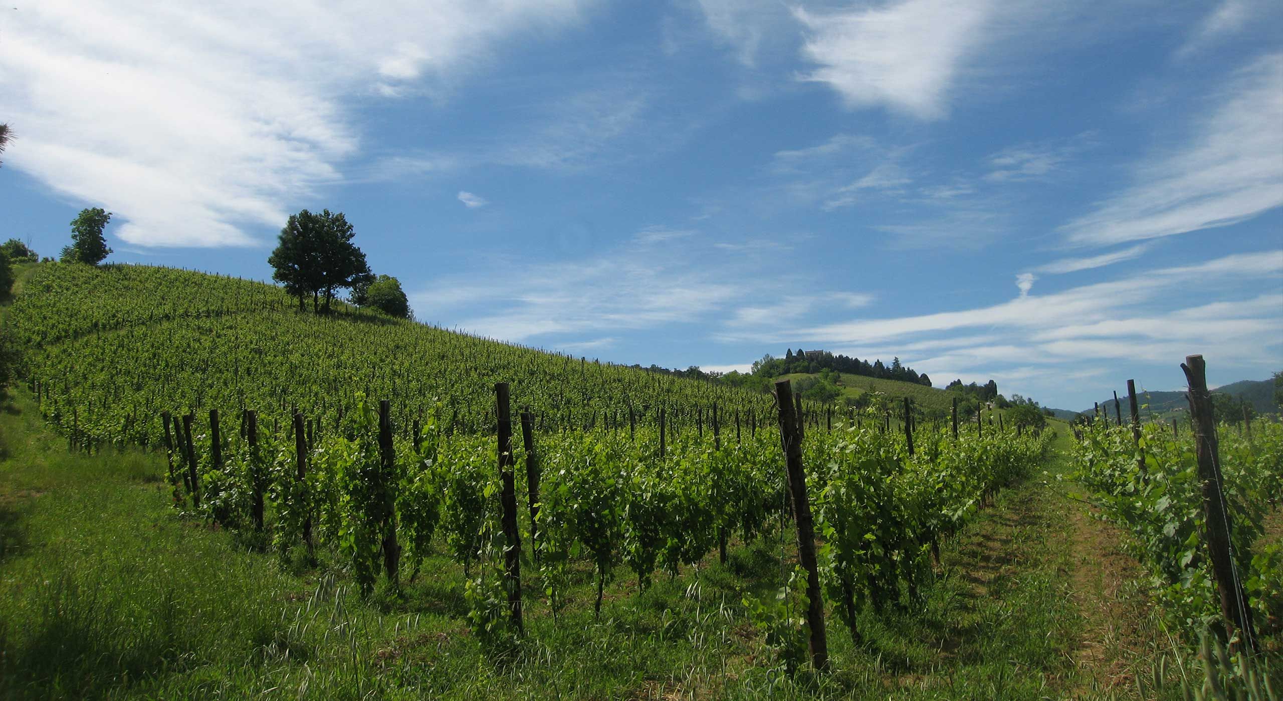 Vino Biologico Pavia Borgo Priolo Provincia di Pavia, Lombardia