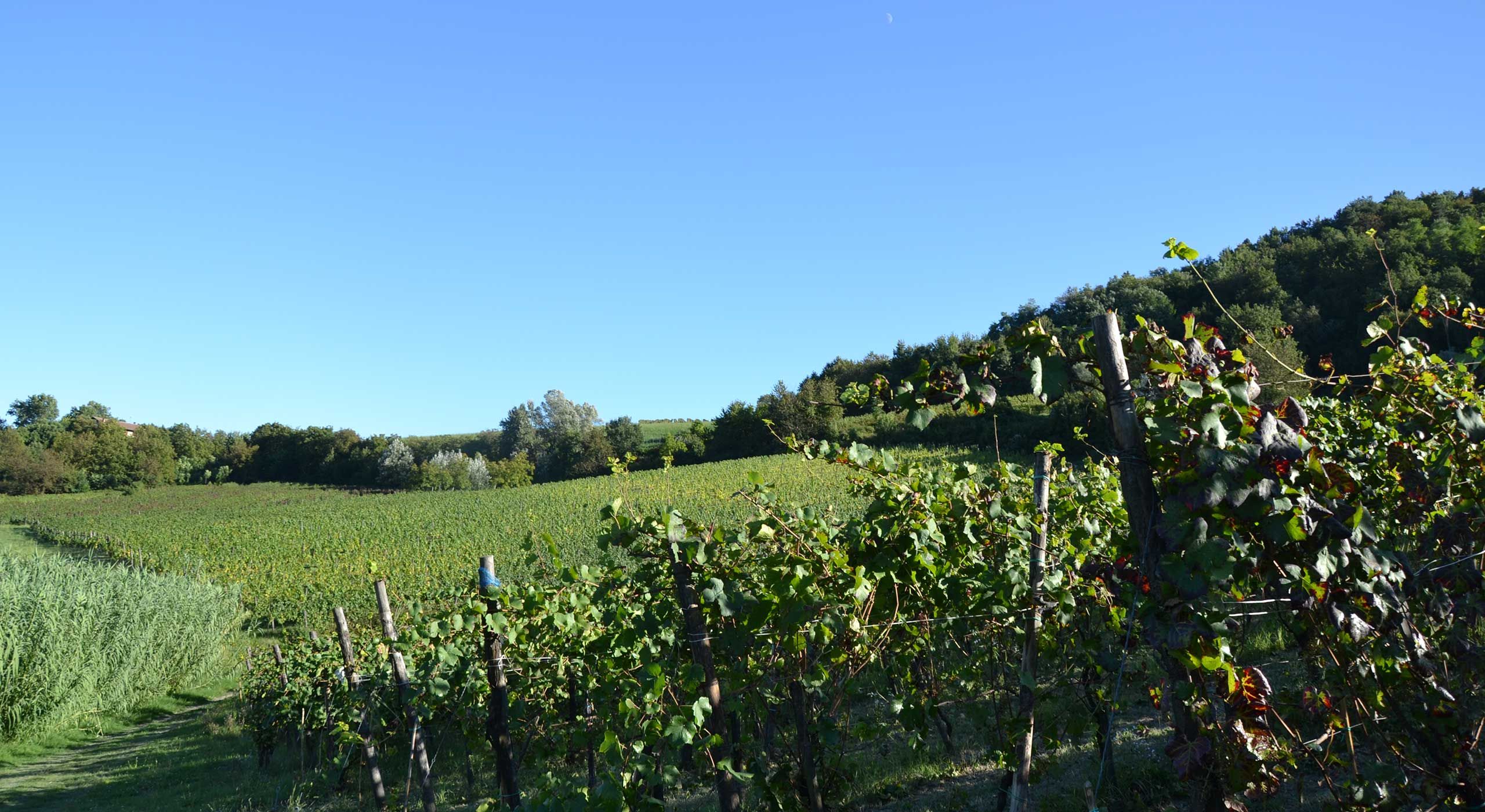 Vino Biologico Pavia Borgo Priolo Provincia di Pavia, Lombardia